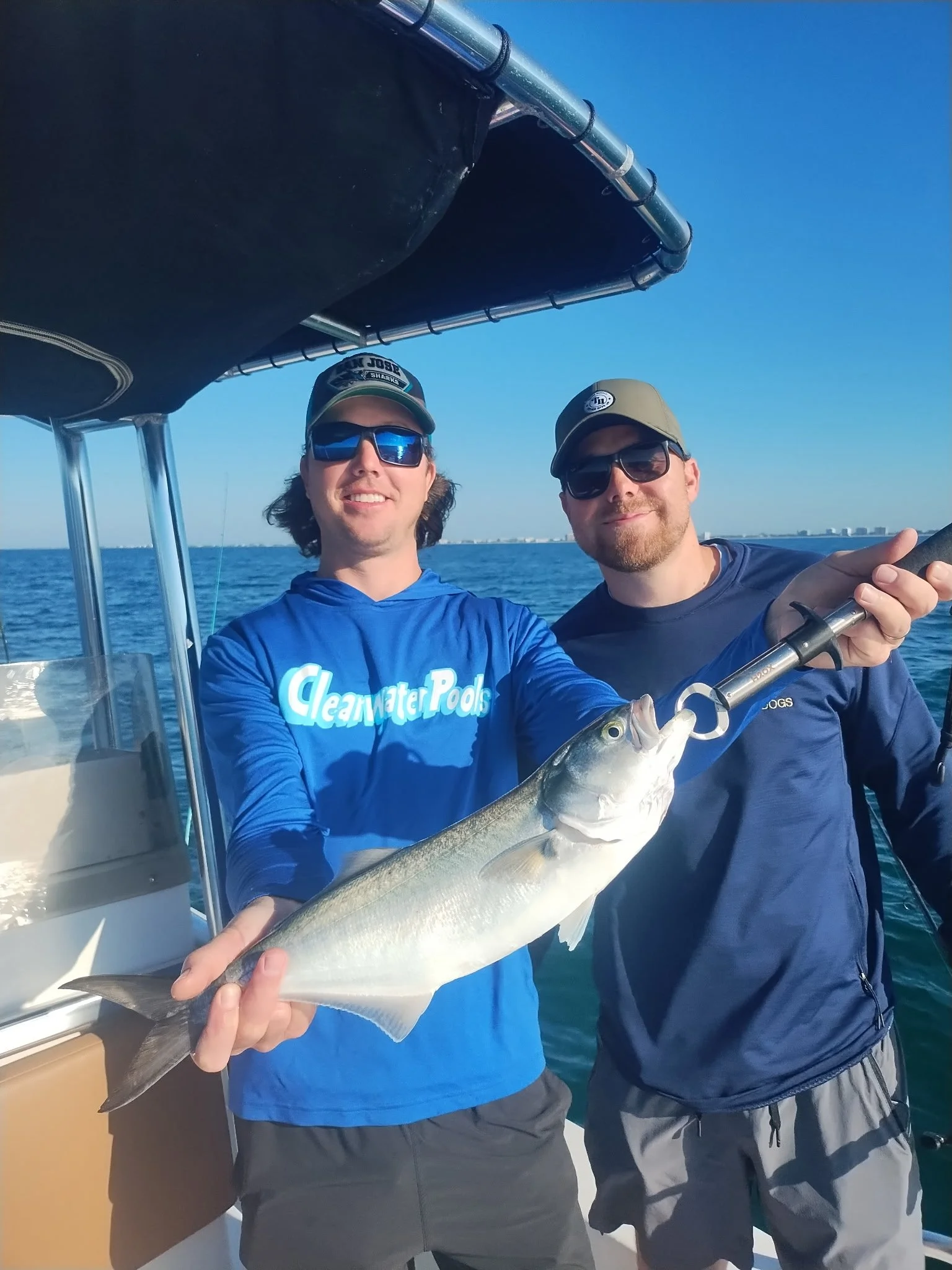 Atlantic Bluefish caught with Abbotts Fishing Sarasota.JPG