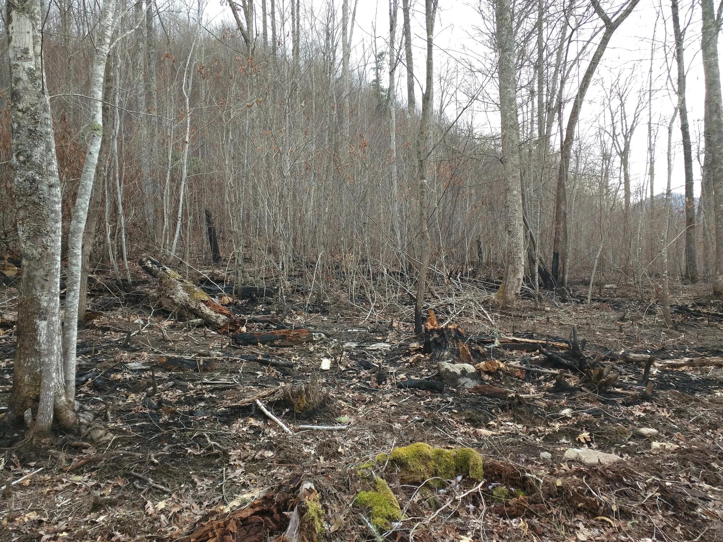 Finally got a break from the snow, but still surrounded by the scorched forest. 