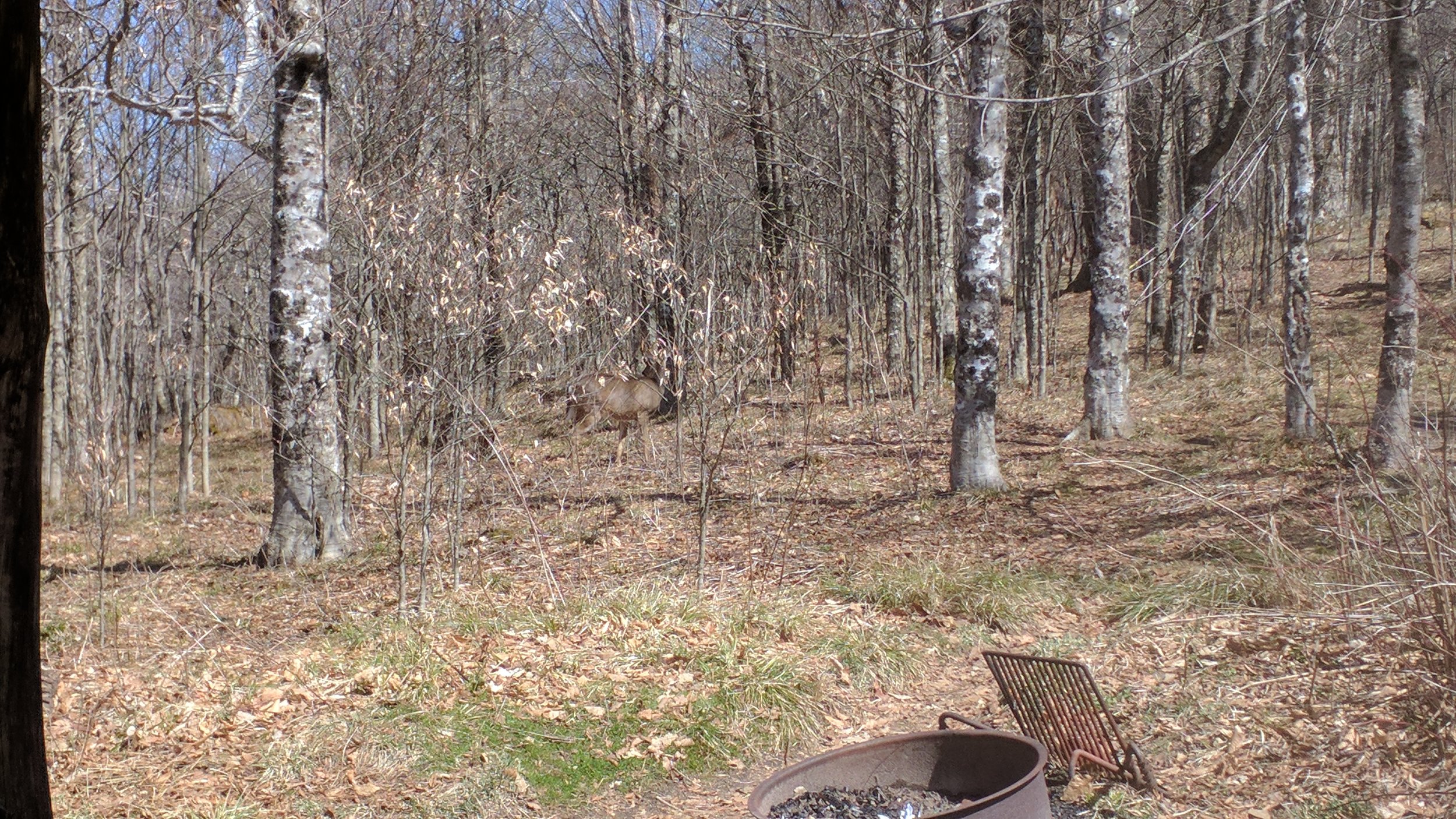 First deer spotting of the trip.