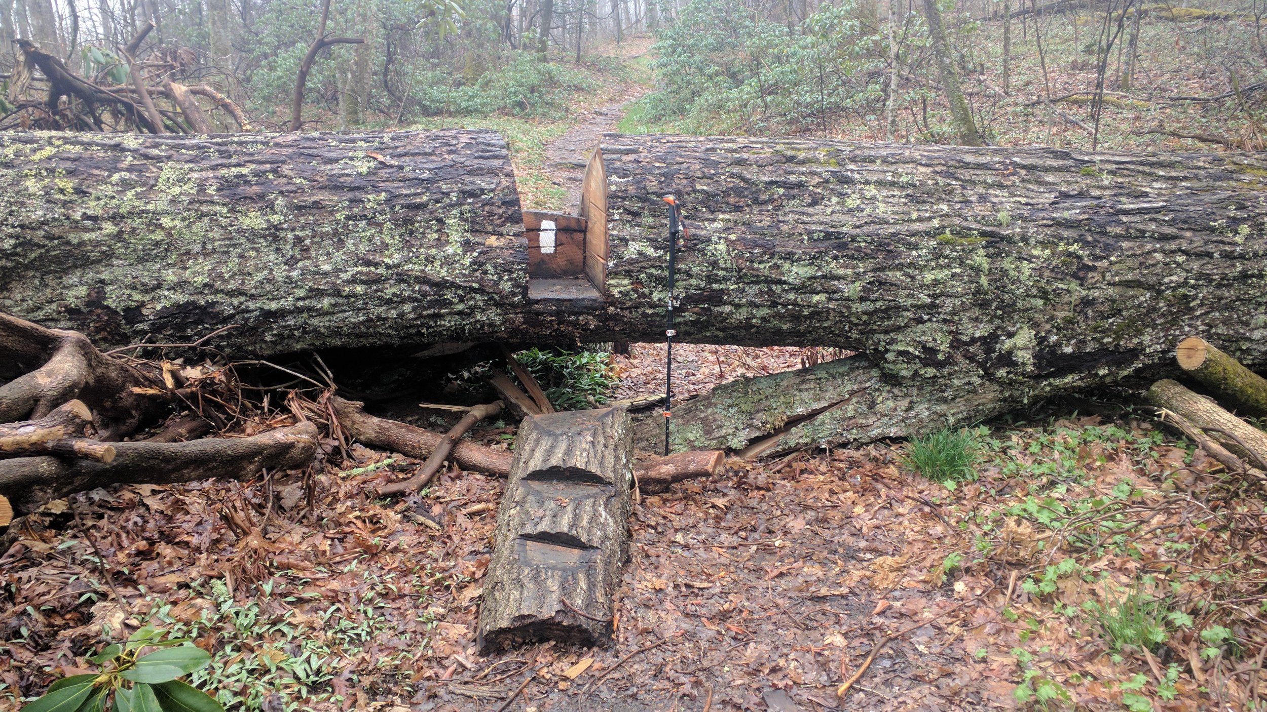 This tree is so big the trail crew cut a step in it instead of cutting through it. To give an idea of how massive the tree is, that trekking pole is 45 inches tall. 