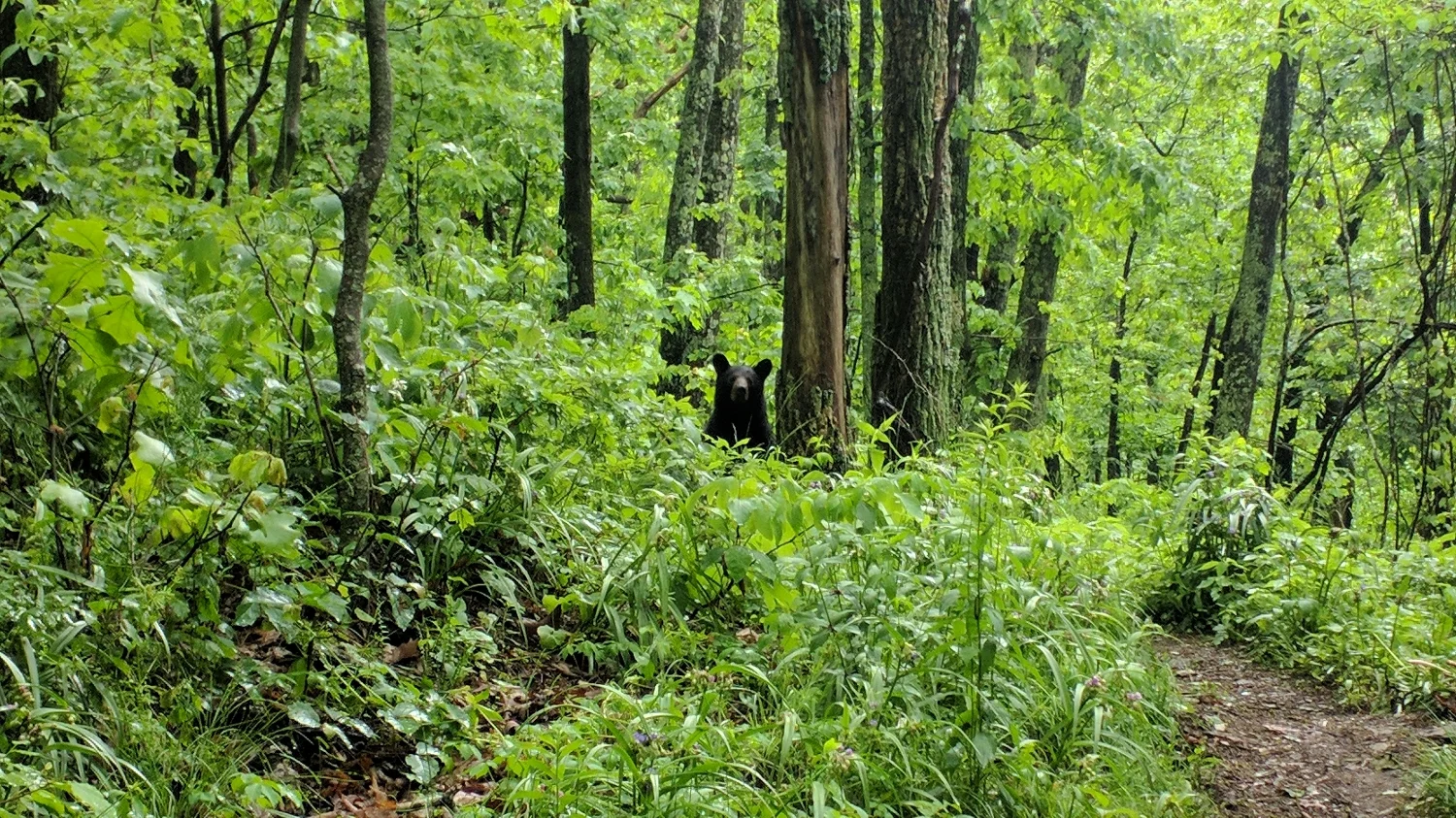 Bears Seen: 3 Tomahawks Needed: 0