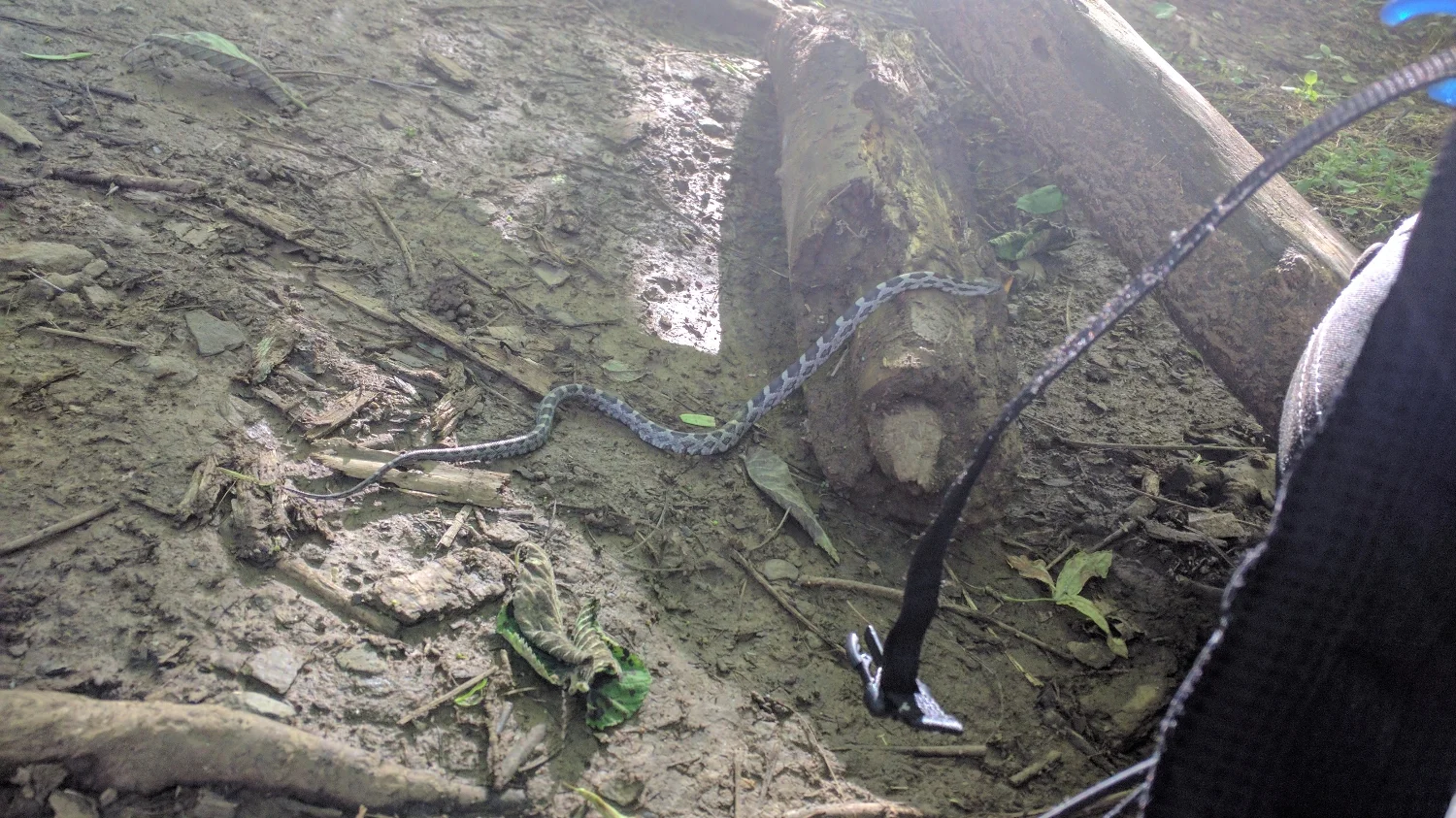 This little snake slithered right by my feet while I was sitting having a break. No idea where it came from.