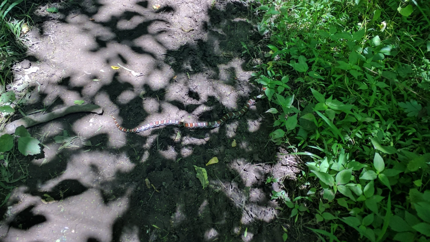 Snakes!