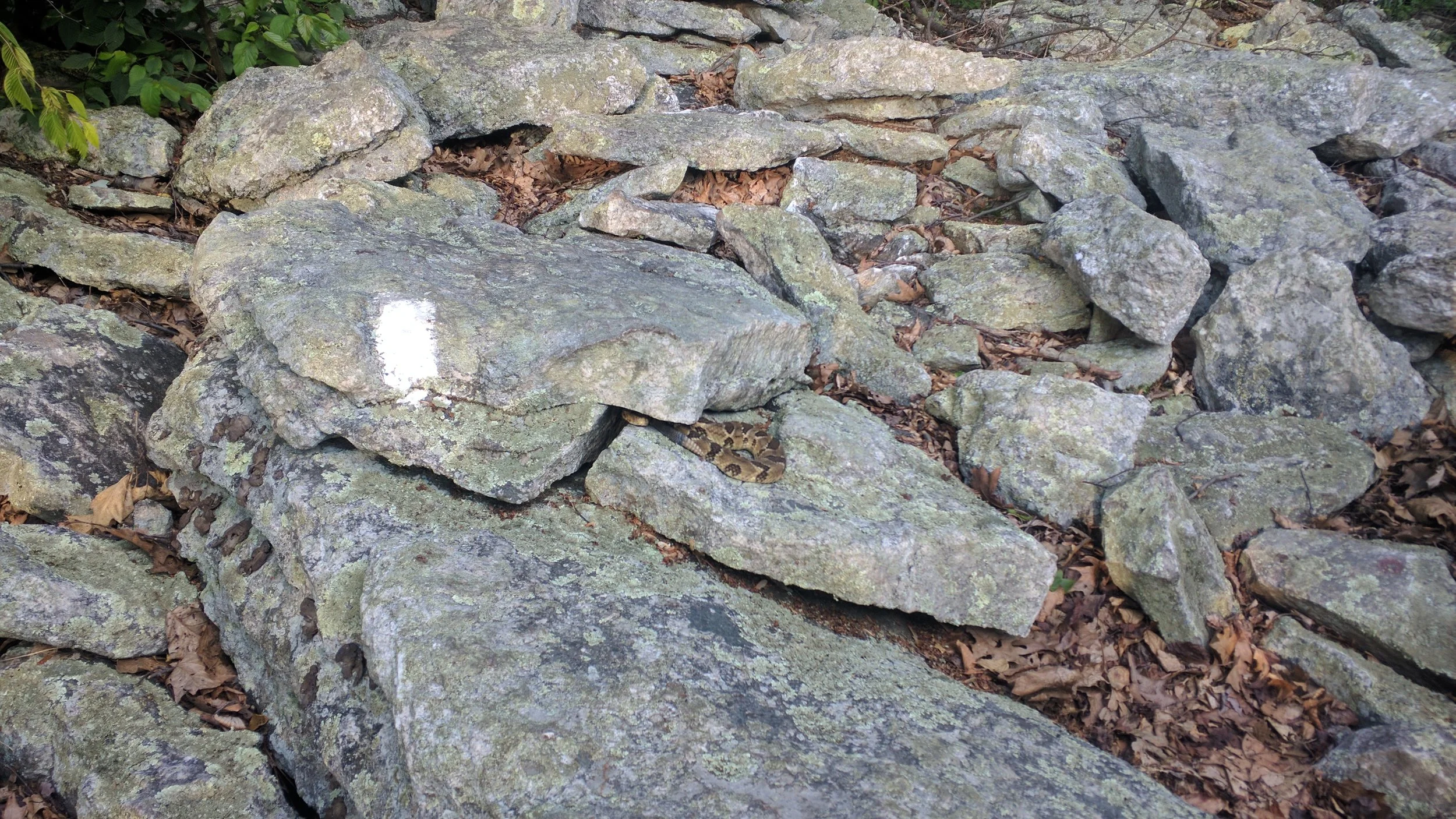 Rattlesnakes for added danger!