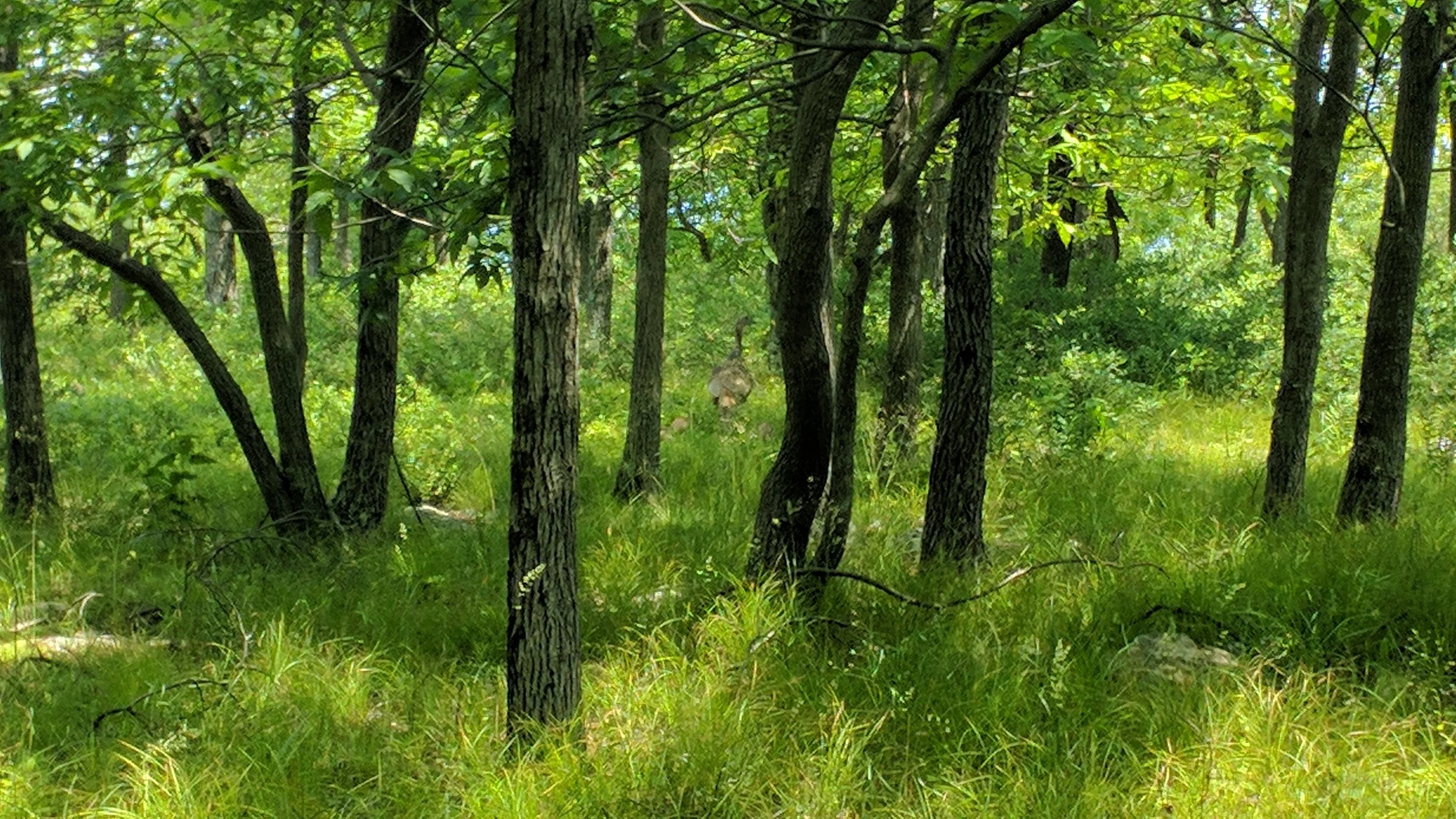 Hard to see, but I promise you there is a momma turkey and her babies in this photo.