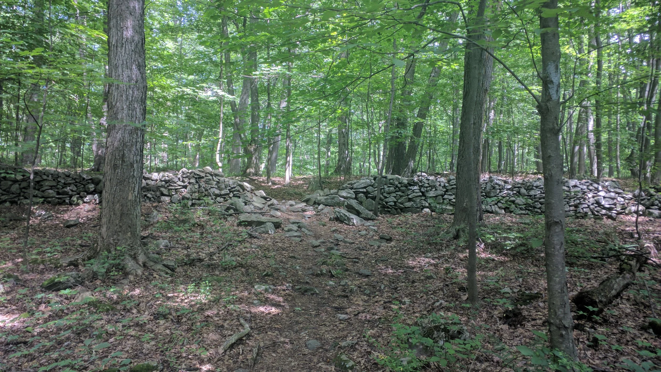 These rock walls are everywhere along the trail. These are all the rocks early settlers pulled up to try to cultivate this land. This wall is three feet thick. Poor souls. 