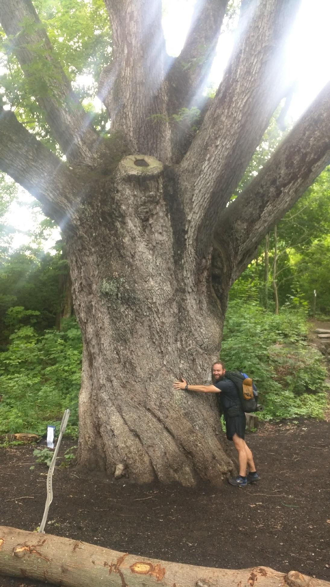 Biggest tree on the AT! 300+ years old. 