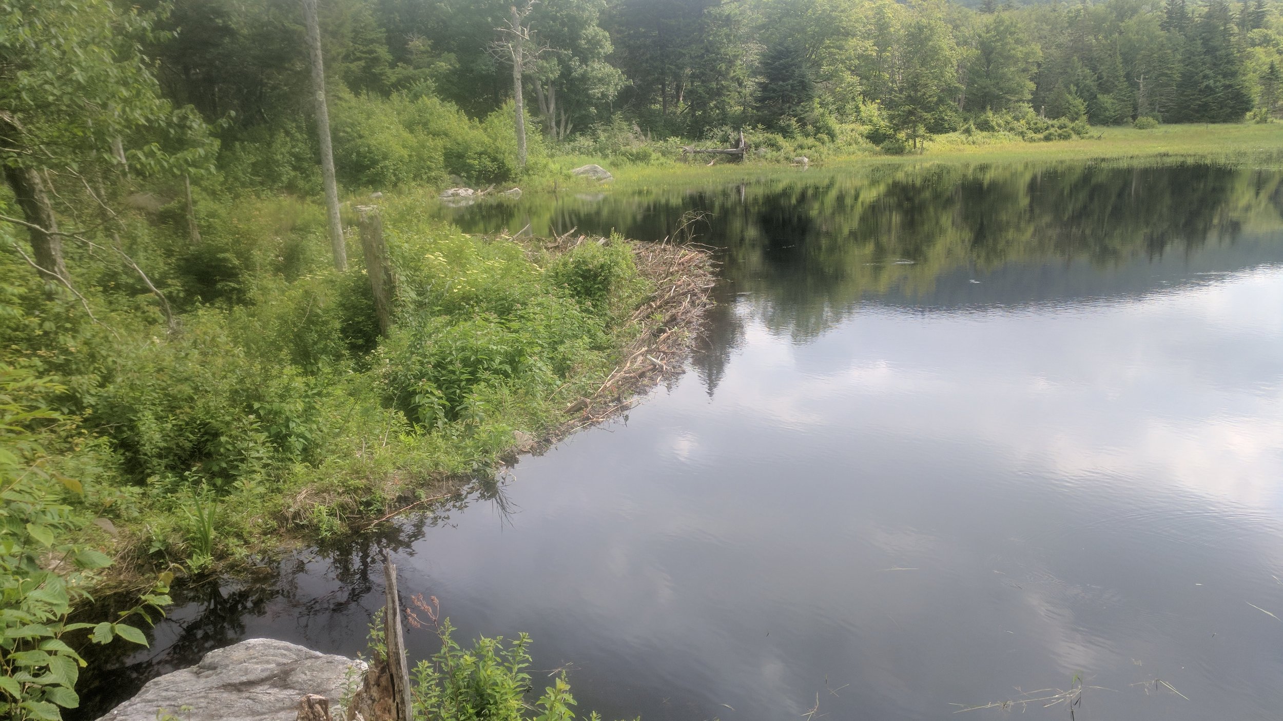 Beaver dam. 