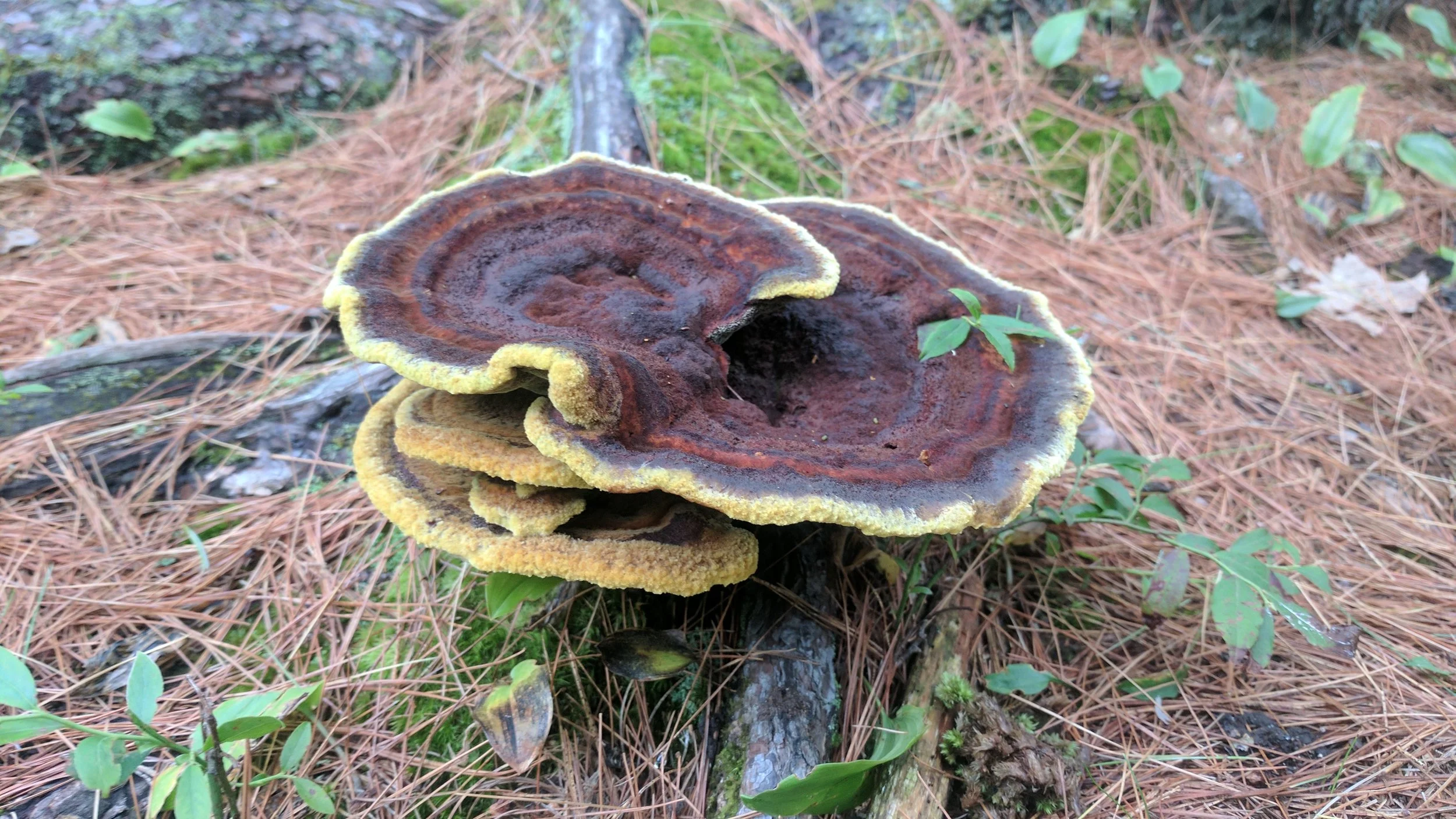 Cool looking fungus.