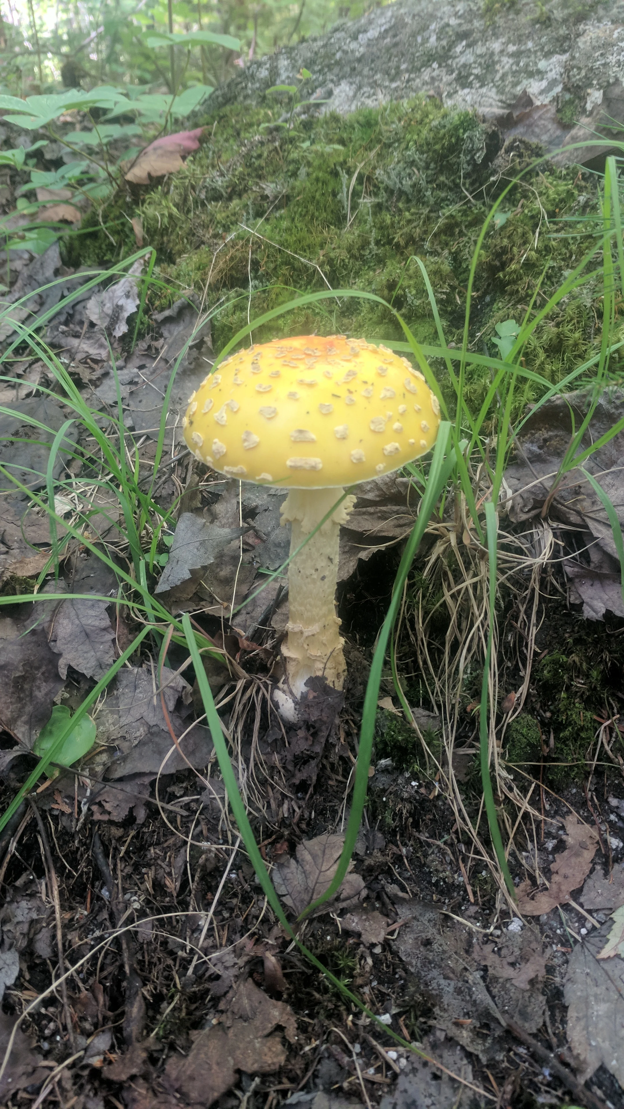 Neat looking mushroom