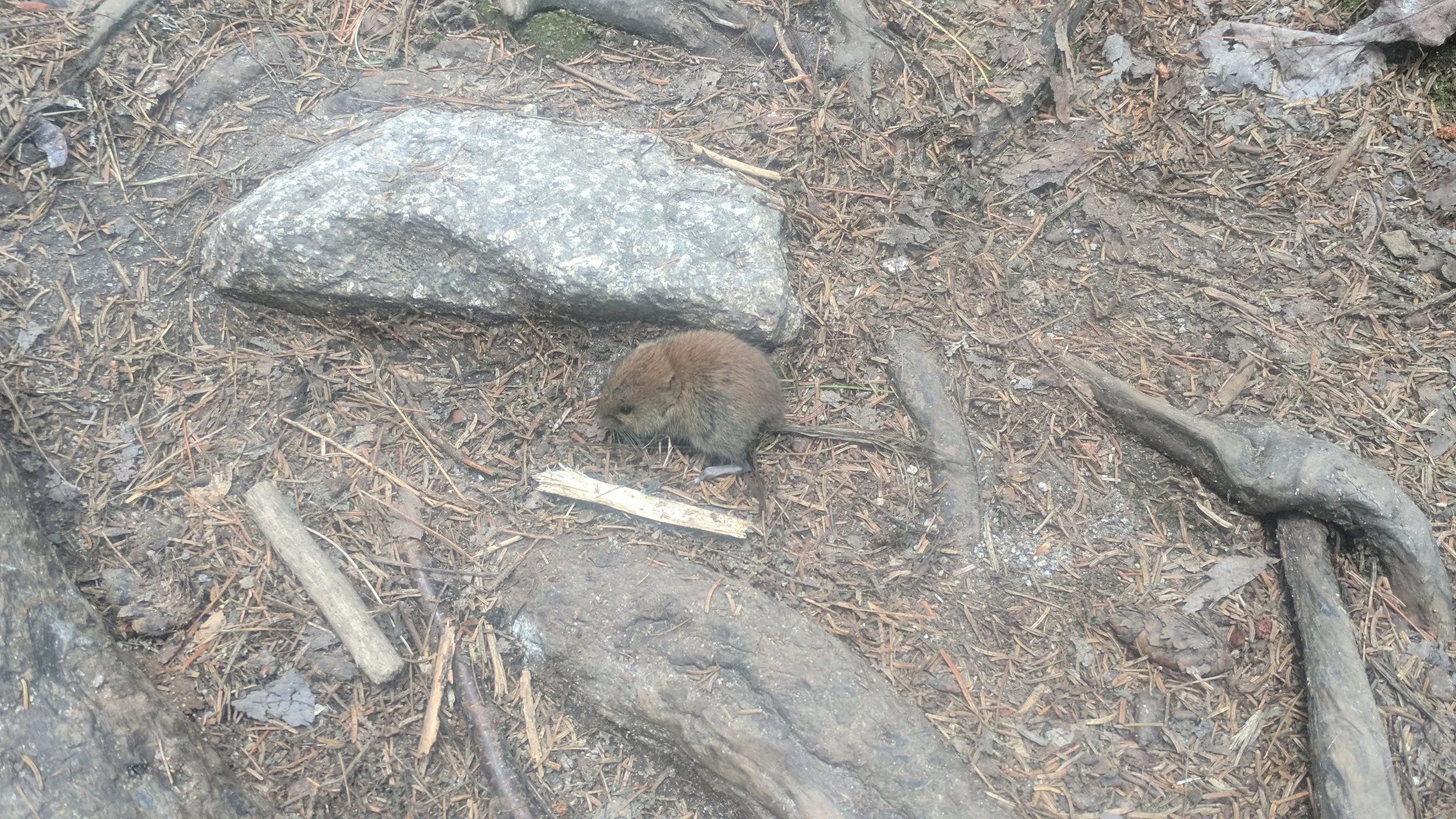 This mouse was so excited by what it was eating it didn't care I was there. I wonder if there is something succulent enough to make me ignore something a thousand times bigger standing over me within squashing distance.