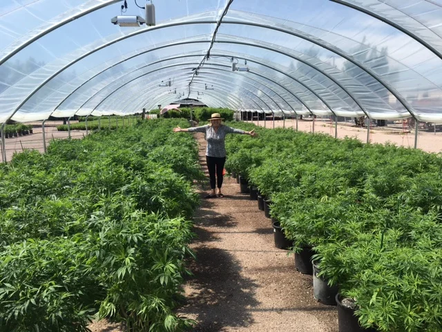 Founder & Creator Miriam Novalle Exploring the indoor hemp gardens in Colorado