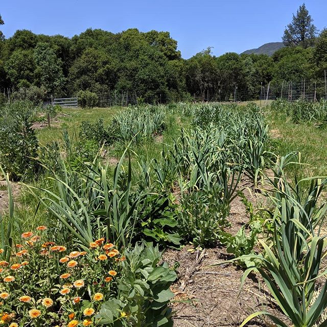 Happy Taurus new moon 🐂☀️🌎🌑✨🐂 this is the current state of our #sungrown cannabis garden.  It's a beautiful moment in the middle of Spring to see the evolution of these garden beds.  One reason we farm this way, without disturbing the soil, is to