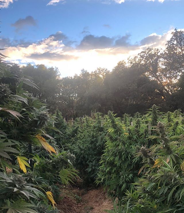 Happy 4/20! If you find yourselves in the #EmeraldTriangle today be sure to swing by @solfulca in Sebastopol @emeraldpharms_ig in Hopland or @cannavine.ca in Ukiah to find our flowers. Great deals and goodies at all three locations all day. Farmer Jo