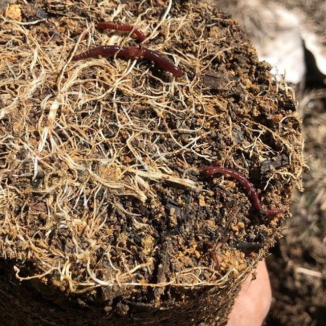 Loving these spring days on the farm. Our first ganja lady got planted in zone one, the earliest we have ever planted (definitely turn sound on for that video 😊). Planting out lettuces and broccoli as well and did a little reconnaissance on our wild