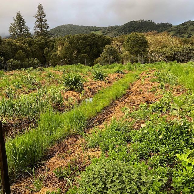 Our beloved garden is coming to #Life 🌾 Year three of our no till hugel beds is underway! Lots of abundance emanates.
Mints, nettles, comfrey, Jerusalem artichokes and potatoes are popping around the garden. These days we are busy in the nursery pla