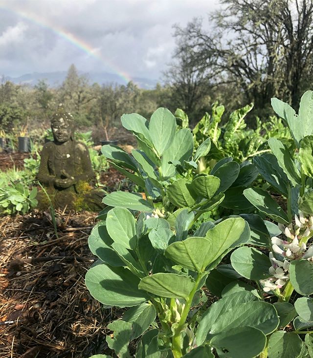 Peaceful Mendo mornings #spring 🌧🌈🌿#redwoodvalley #mendocino