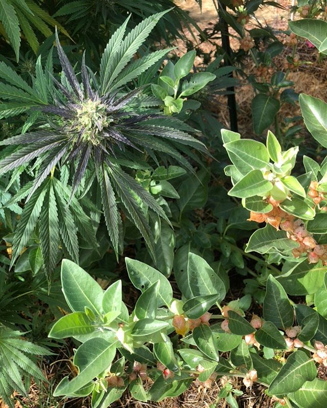 🌿🌿🌿 Athene Cherry Kush (now available @solfulca 💚💚) and #ashwagandha in our perennial #polyculture #notill food and medicine forest last season. The ashwagandha came to us as a gift from the amazing farmers at @sunrootsfarm in Round Valley. They