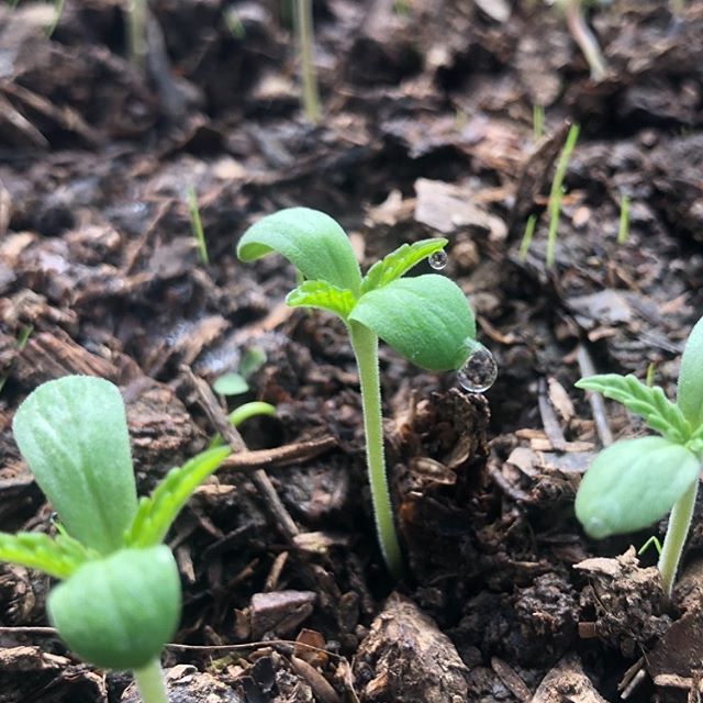The start of something beautiful. It&rsquo;s amazing all the abundance that can come from a small seed ✨🌱🌱🌱✨ #cannabis #livingsoil #biodynamic #moongazers #dempure #nurture