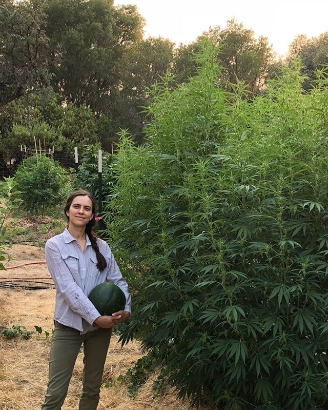 I love this photo of @moongazersanj harvesting a watermelon underneath one of our big ladies 🌳👩🏼&zwj;🌾💚🥰🍉☀️ Hazey Limepop from @meangenefrommendocino @freebornselections We will be @emeraldpharms_ig in Hopland tomorrow 12-4 pm. Come on by with