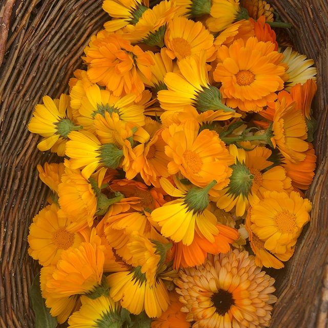 Happy Spring Equinox! We have lots to be grateful for 🌧🌕☀️🌧🌈 #rain #sun #fullmoon #regeneration #greengrass #equinox #springishere #dempure #biodynamic #soilbuilders #carbonsinkers #regenerativecannabis #calendula #arugula #mendo #persianNewYear 