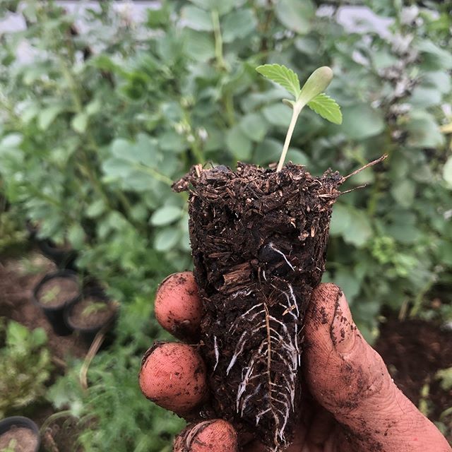 Transplanting days ✨🌱🌱🌱✨ it&rsquo;s a joy to make homemade potting soil from materials on site. Made of #Biodynamic compost we made last fall (material from our goat barn and some woodchips from our recent chipping project) and sand gathered by th