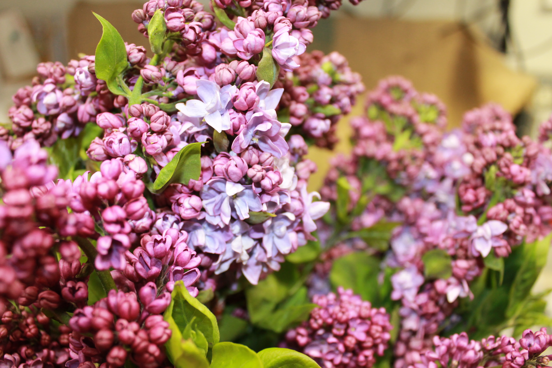 lilac_branches_2.jpg