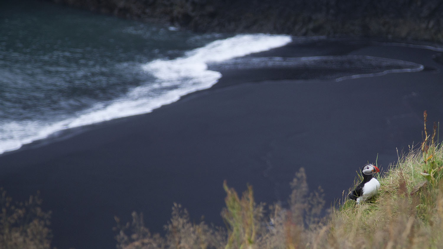 Puffins atDyrhólaey, Reynisfjara Beach
