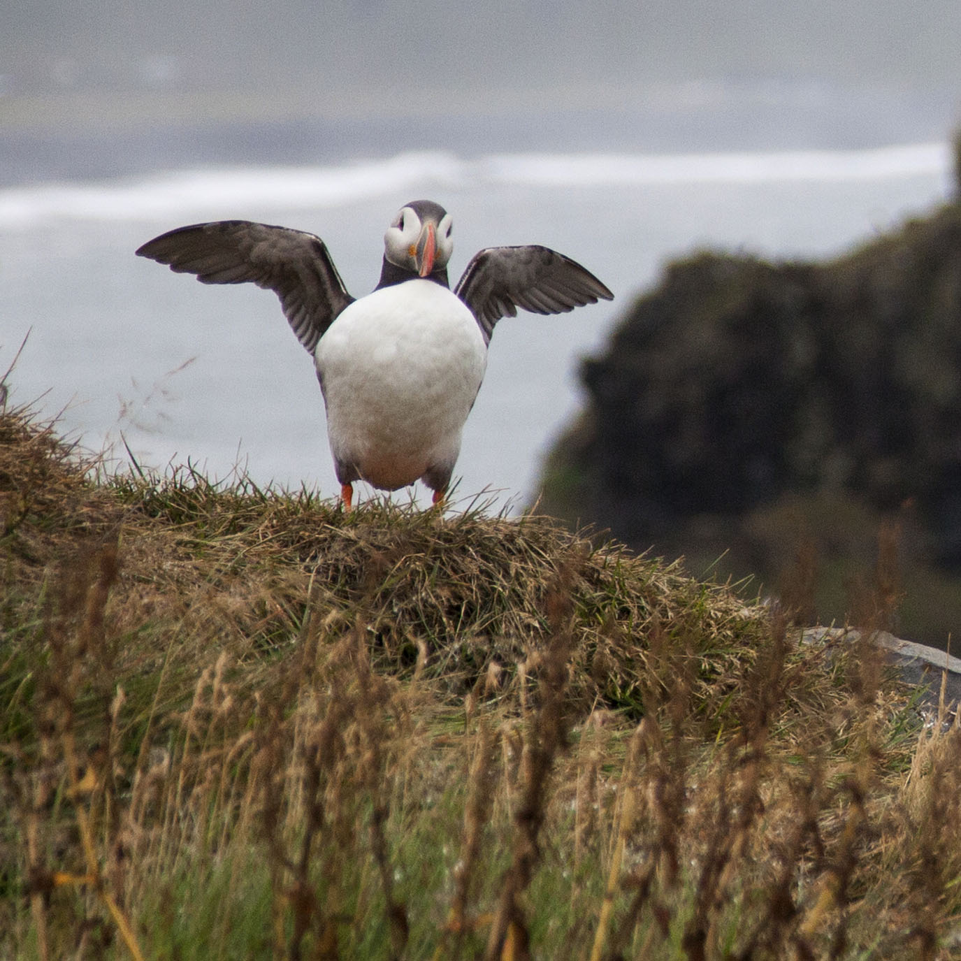 Puffins at Dyrhólaey