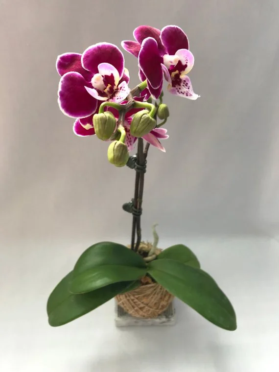 Orchid.jpg