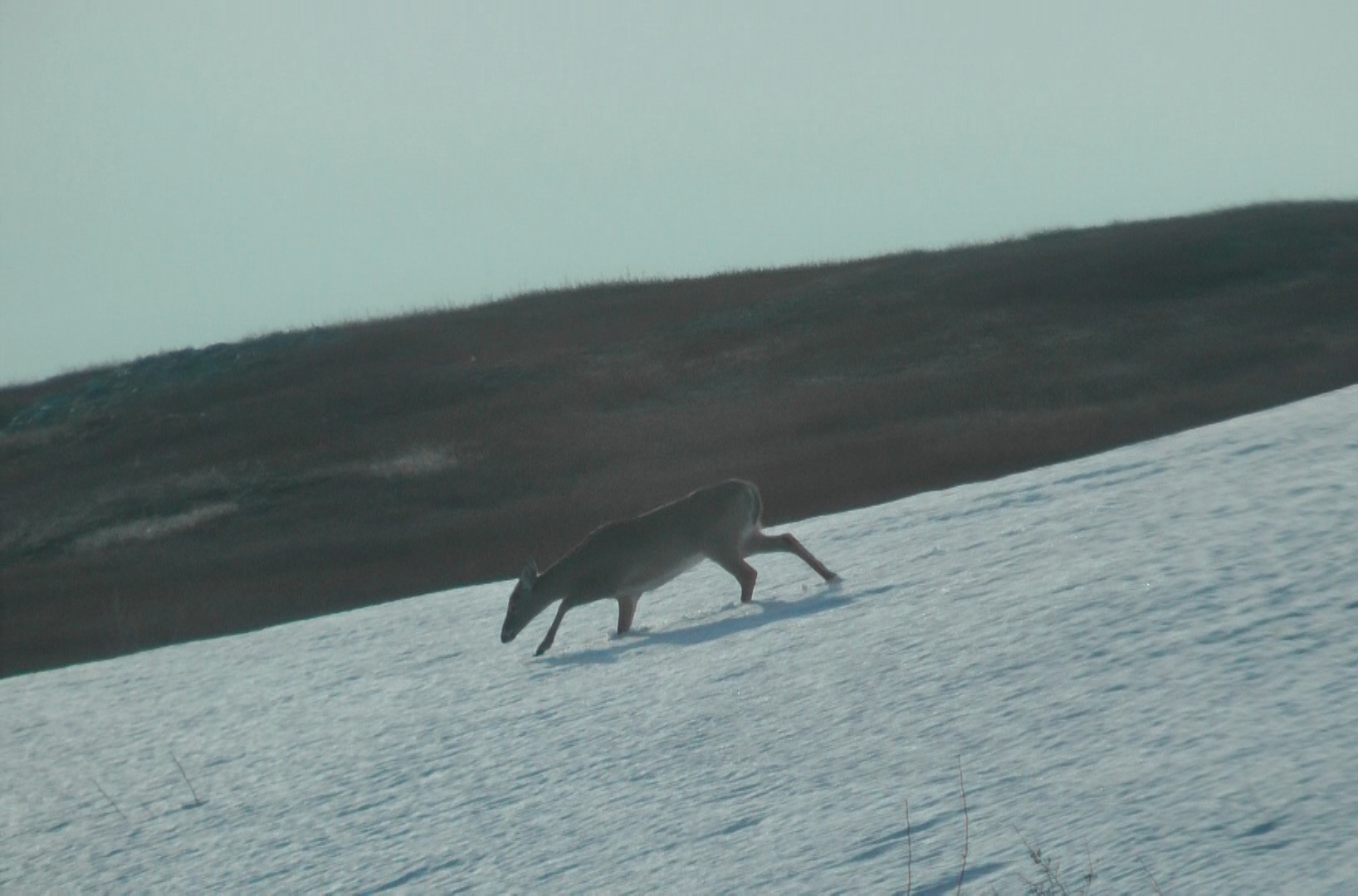 deer1 cropped.jpg