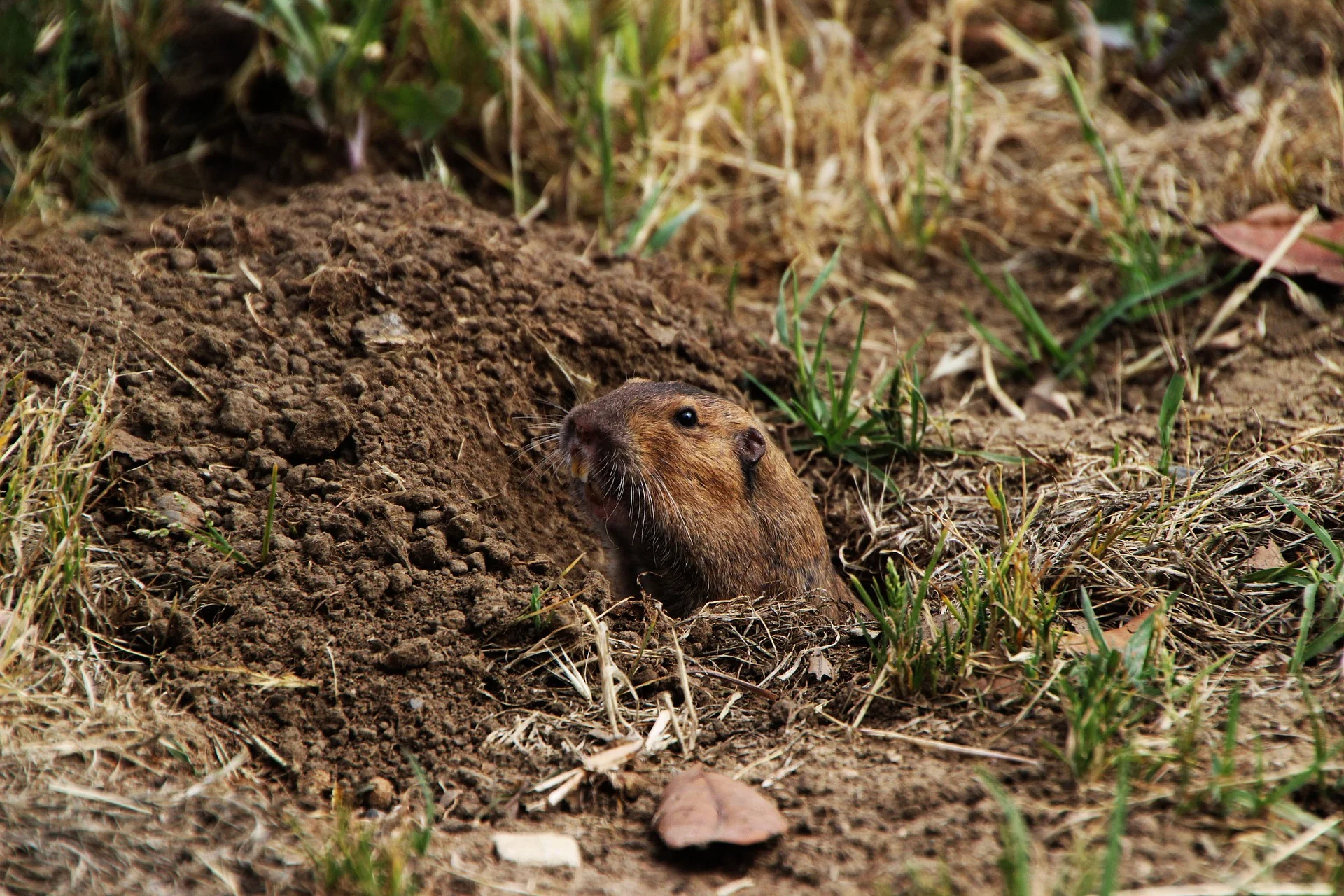 gopher-739819_1920.jpg
