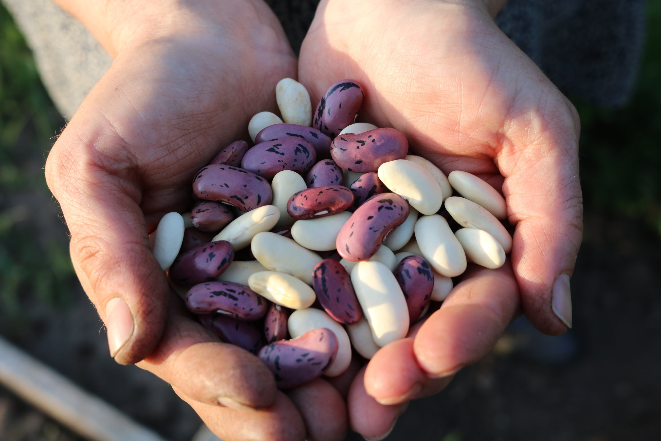 runner-beans-1835646.jpg