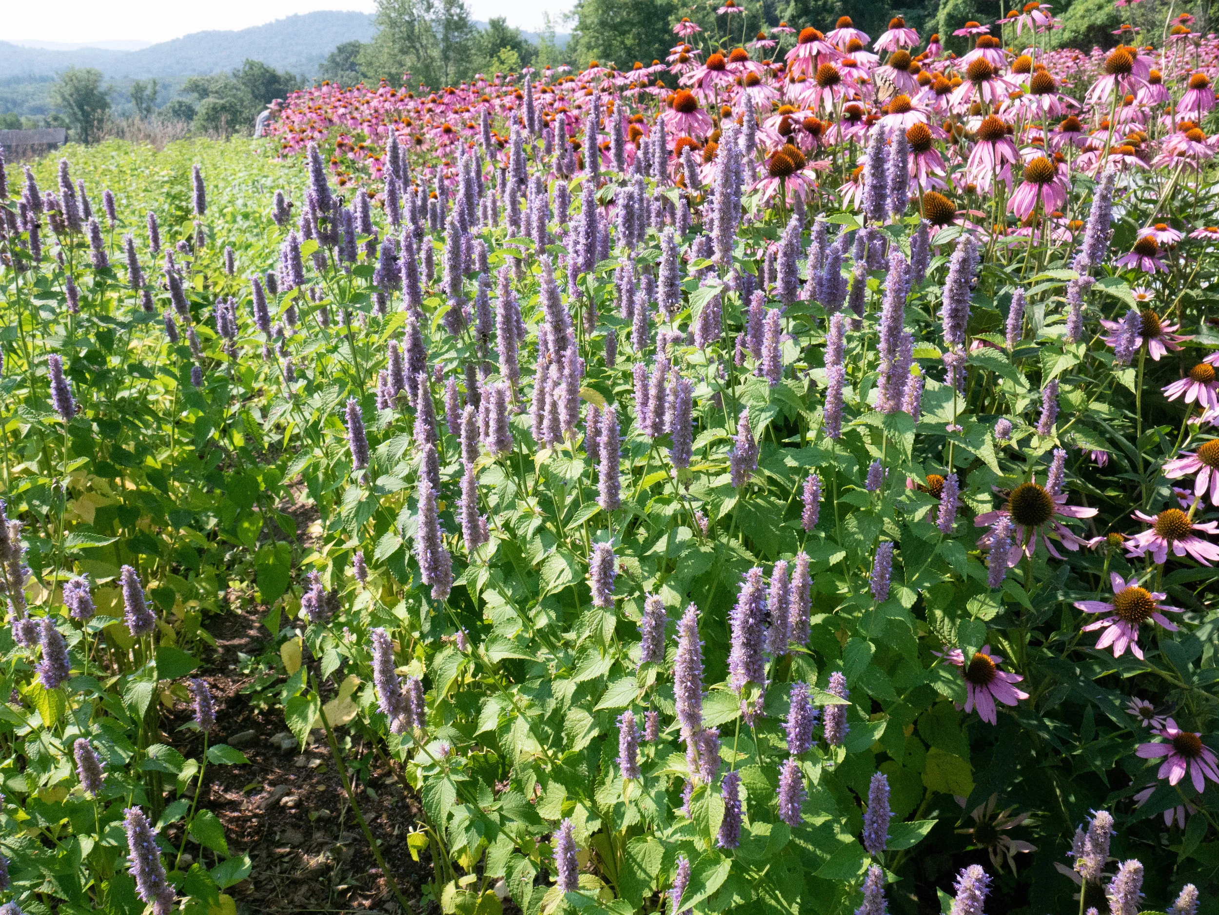 P1020075.jpg
