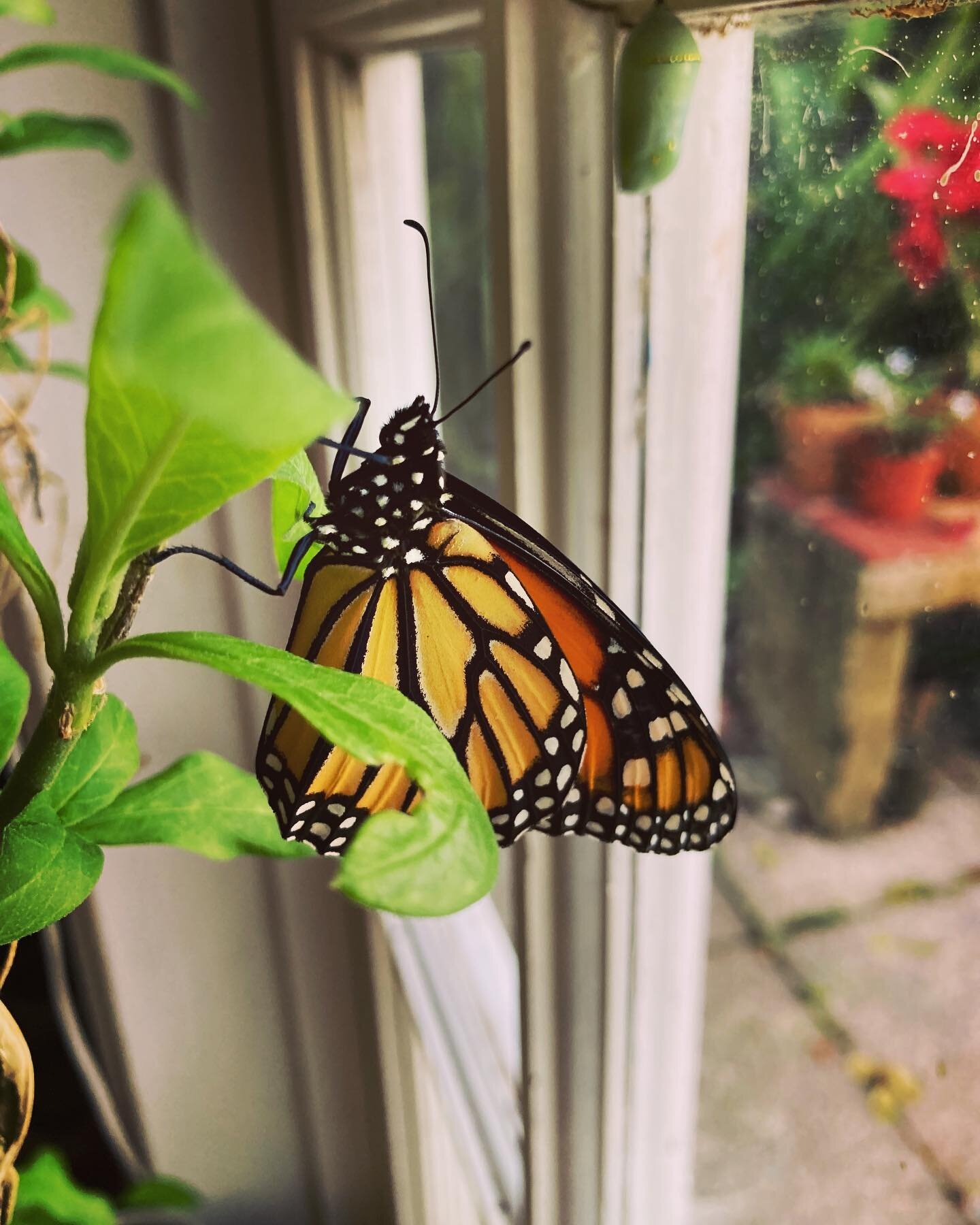 just down here growing monarch butterflies, as one does