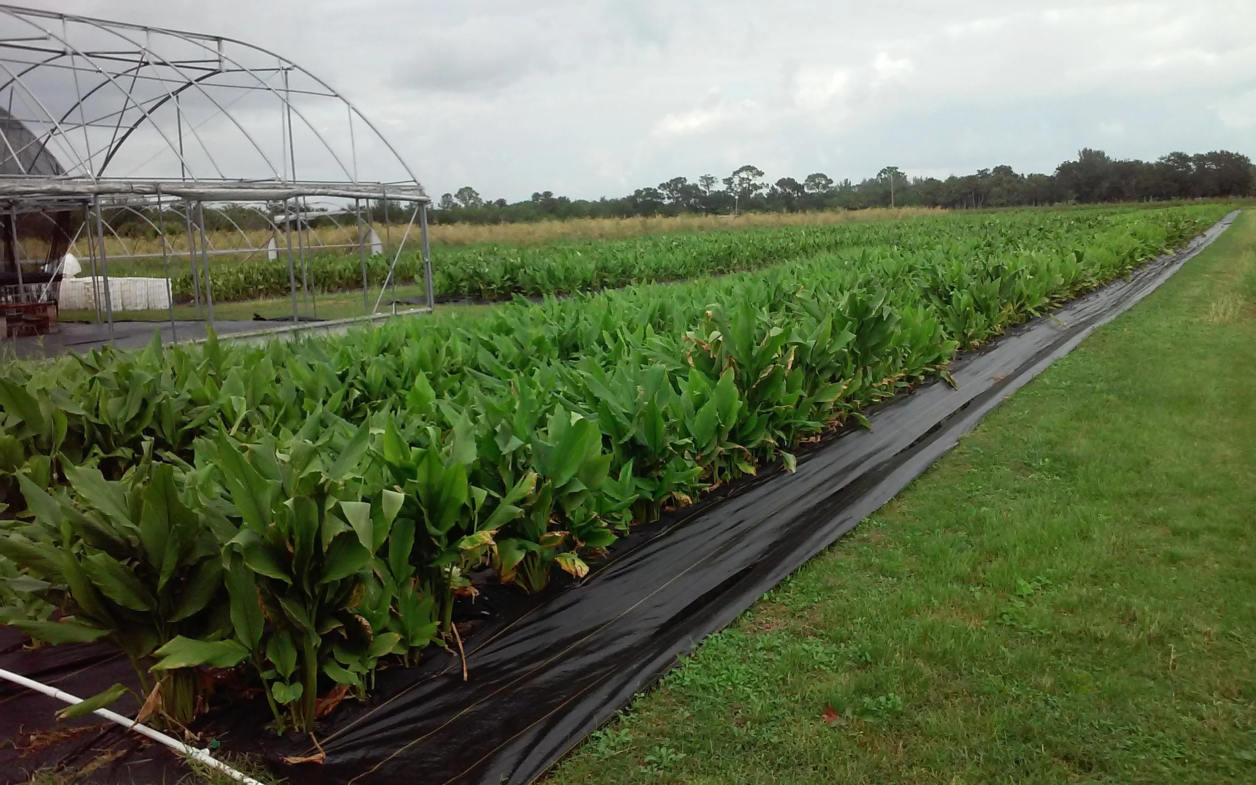 Farm-direct bulk organic turmeric — White Rabbit Acres