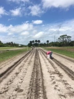 Farm-direct bulk organic turmeric — White Rabbit Acres