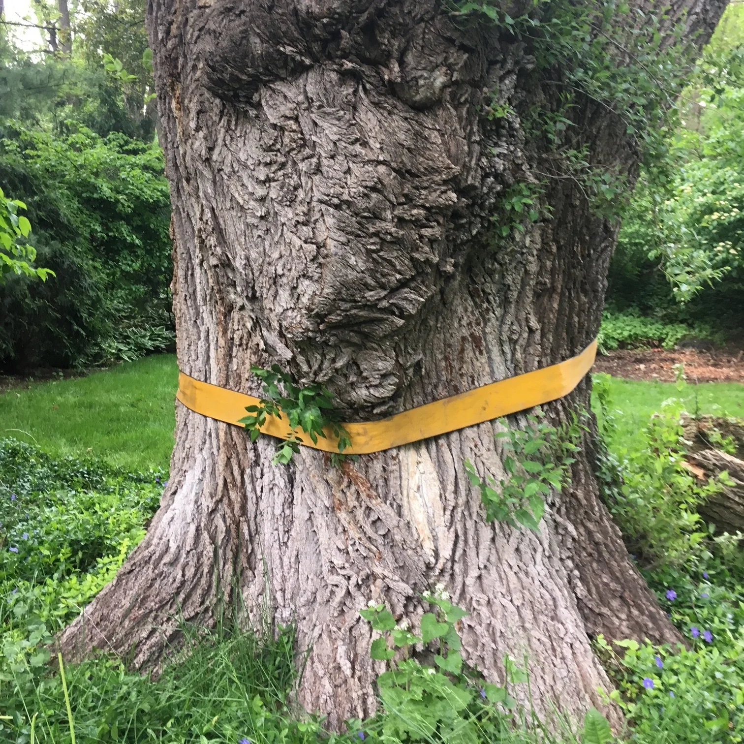 Does Your Tree Have Lumber Potential