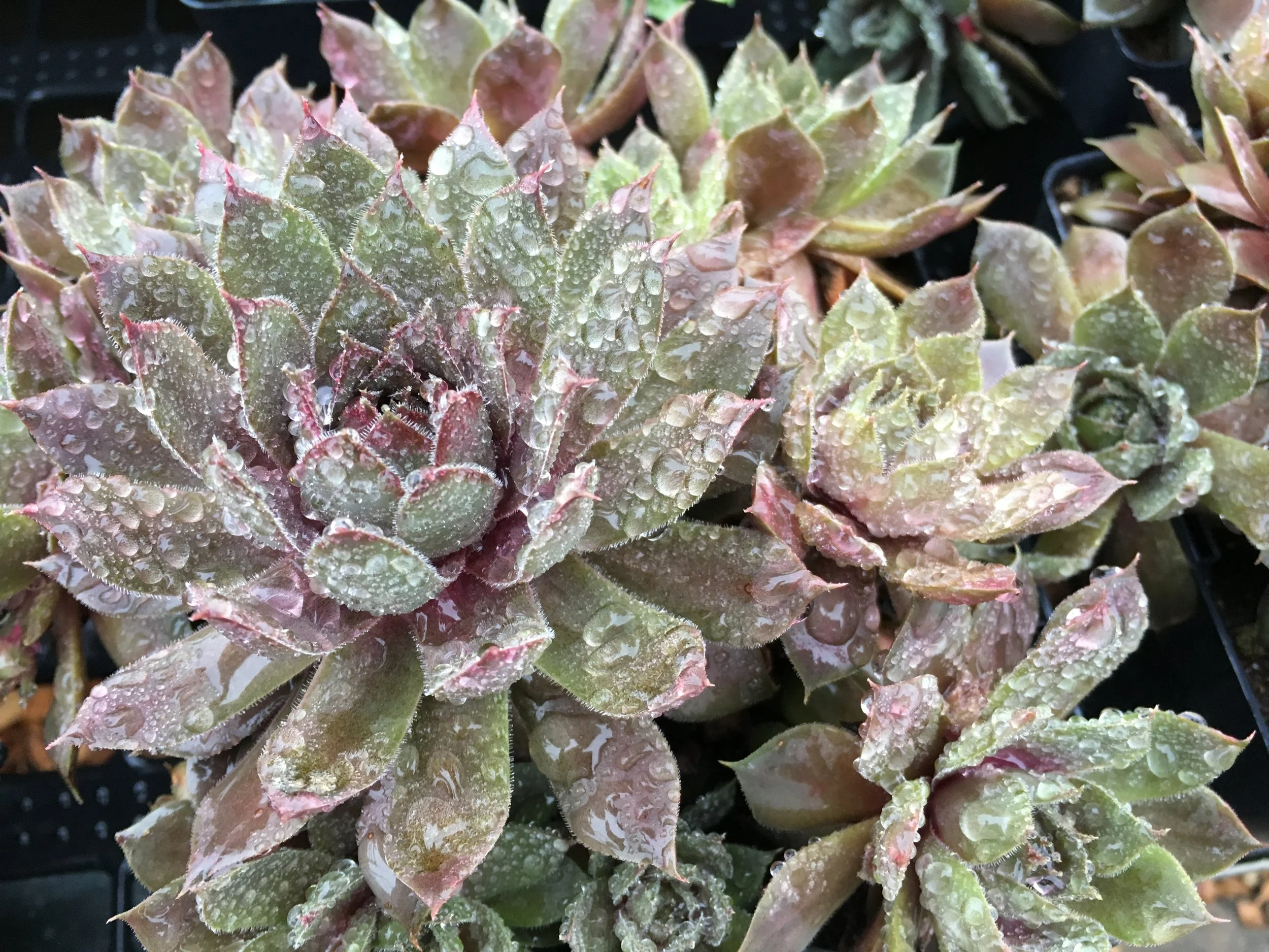 Greenhouse — Sunset Gardens Greenhouse & Floral