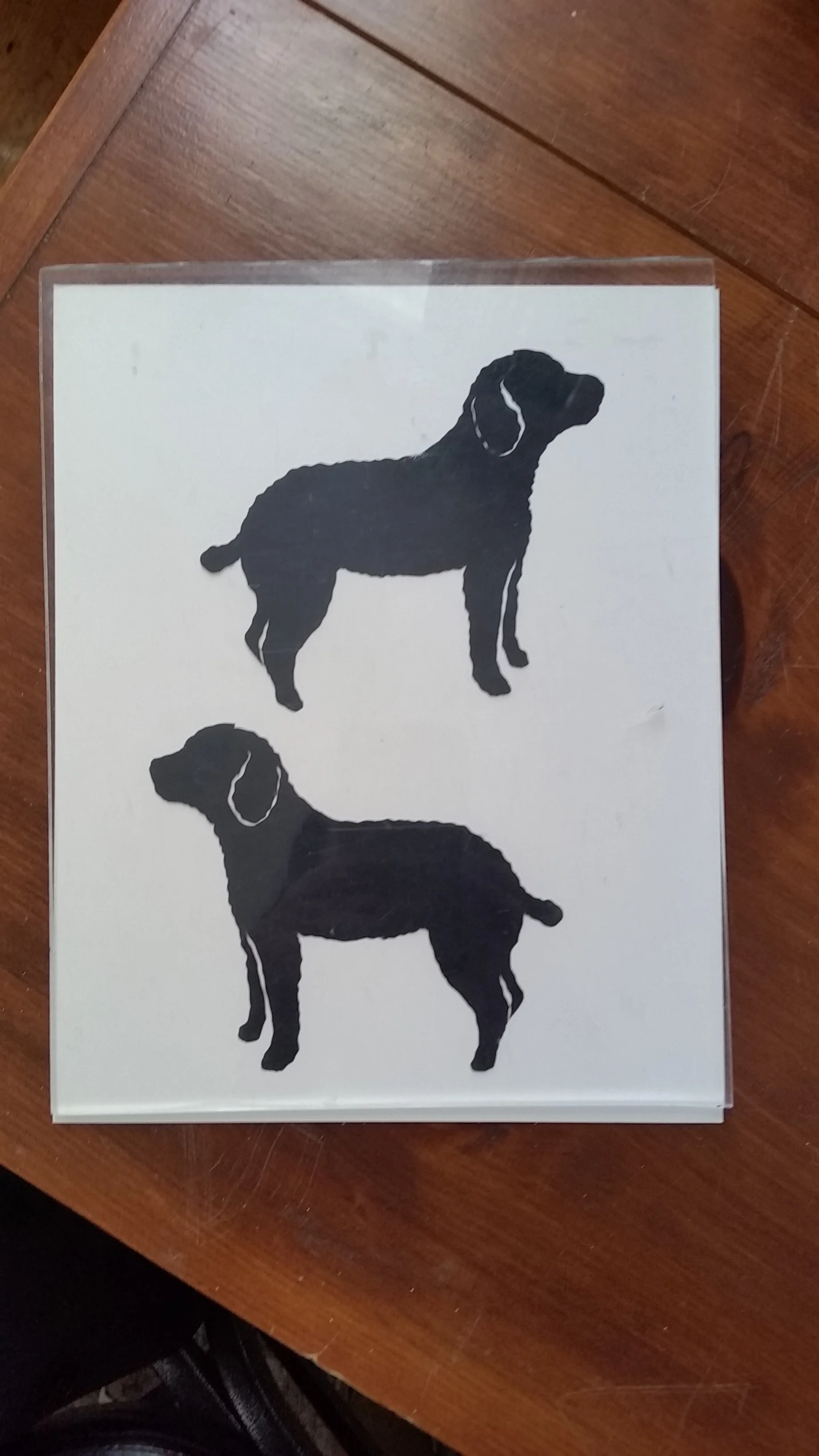 Dog poodle.jpg