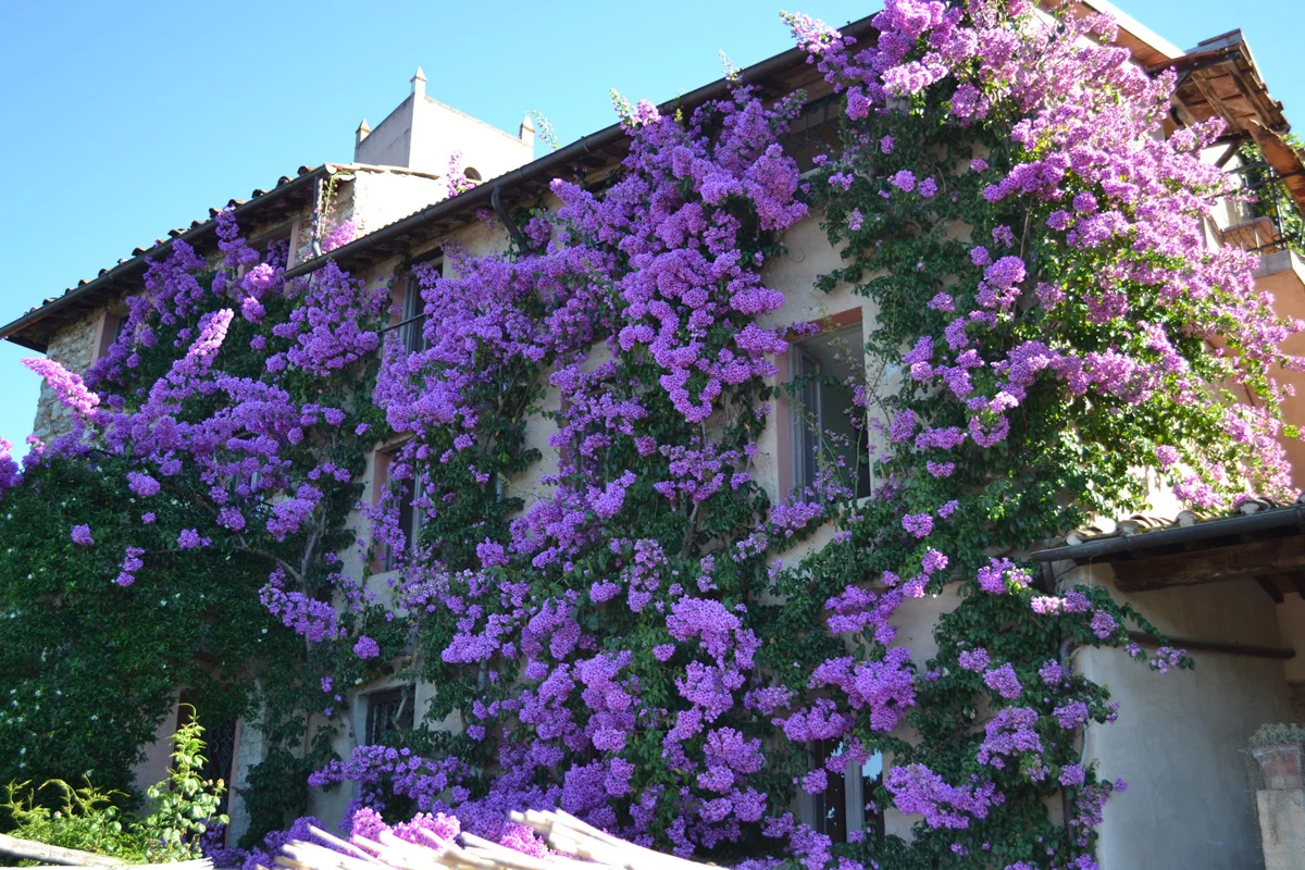 Bougainvillea-copy.jpg