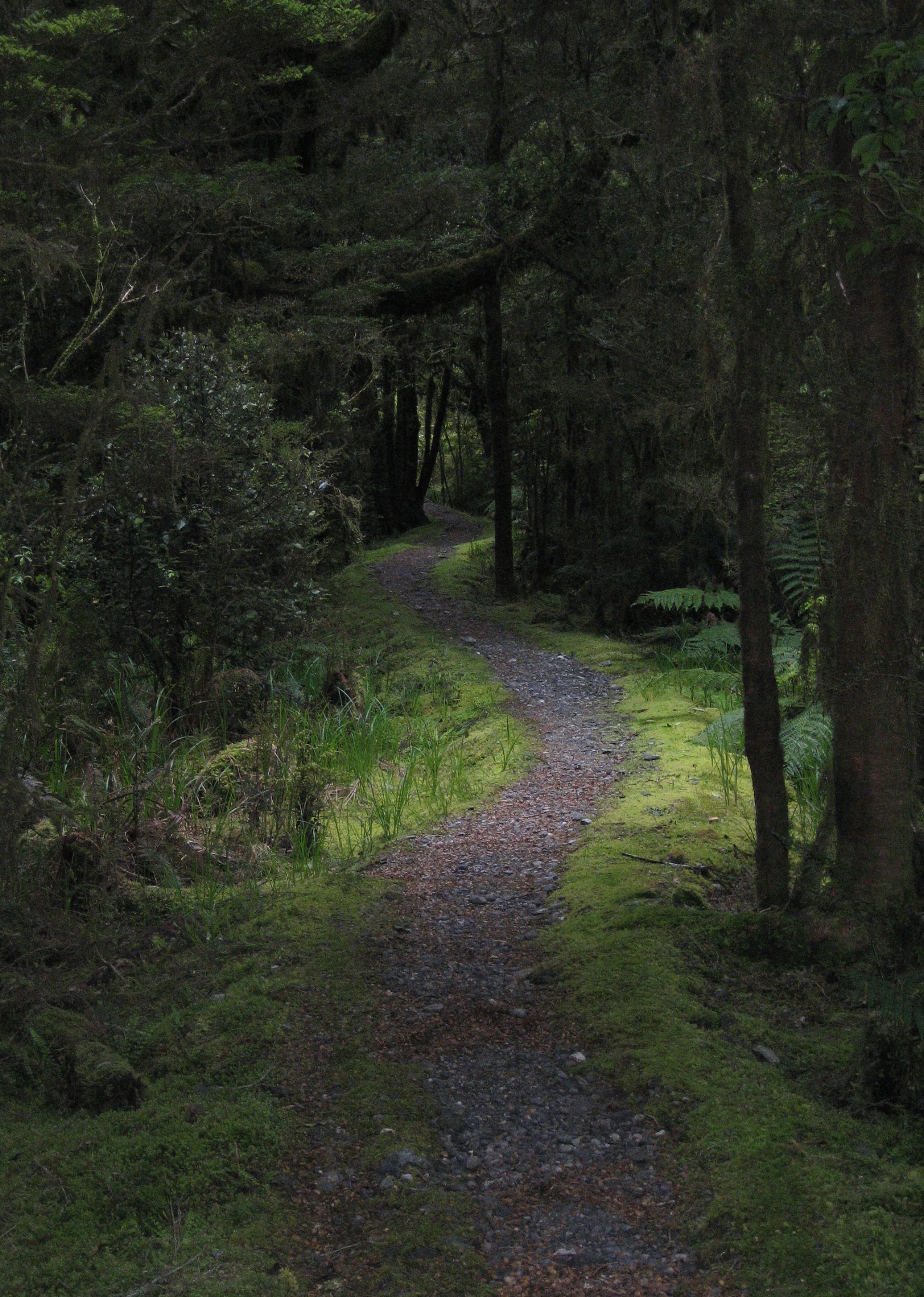 And see this path? This is what writing often feels like to me. A curvy trail through thick woods. Uncertainty at every step. And yet, you keep moving forward.