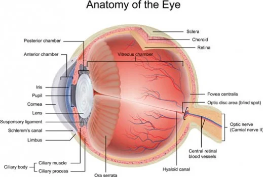 eye 3.jpg