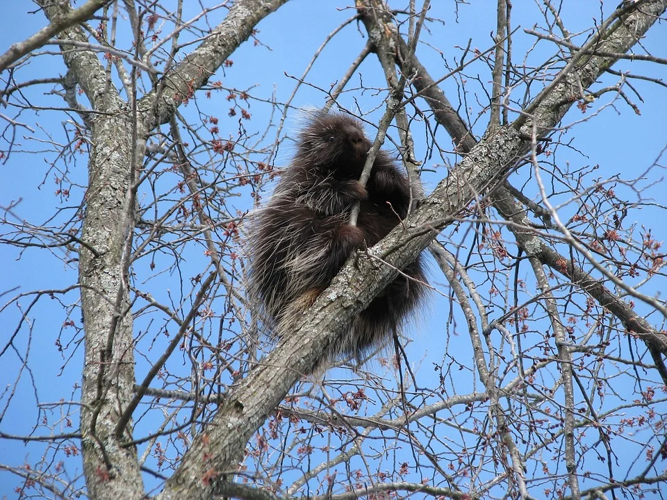 porcupine2.jpg