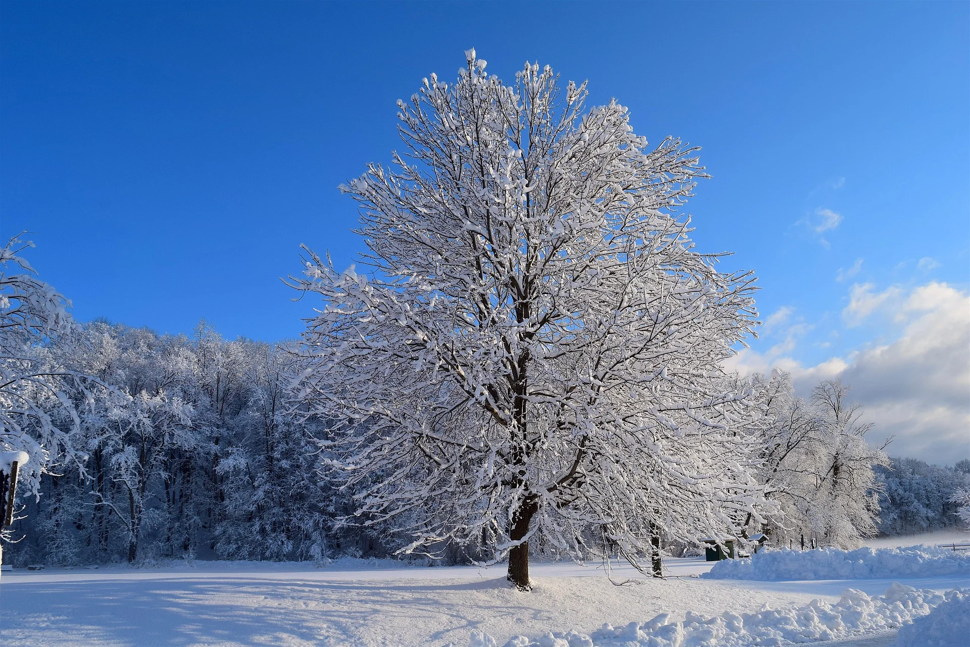 tree1.jpg
