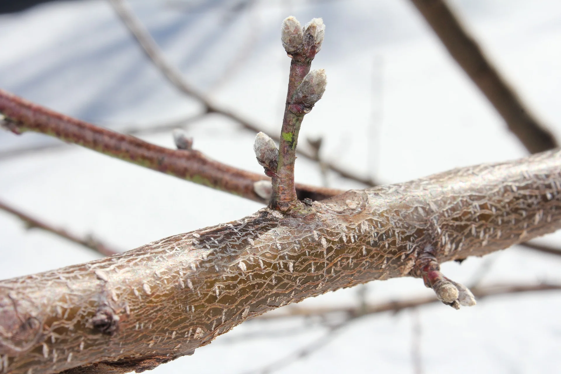 bud3.jpg