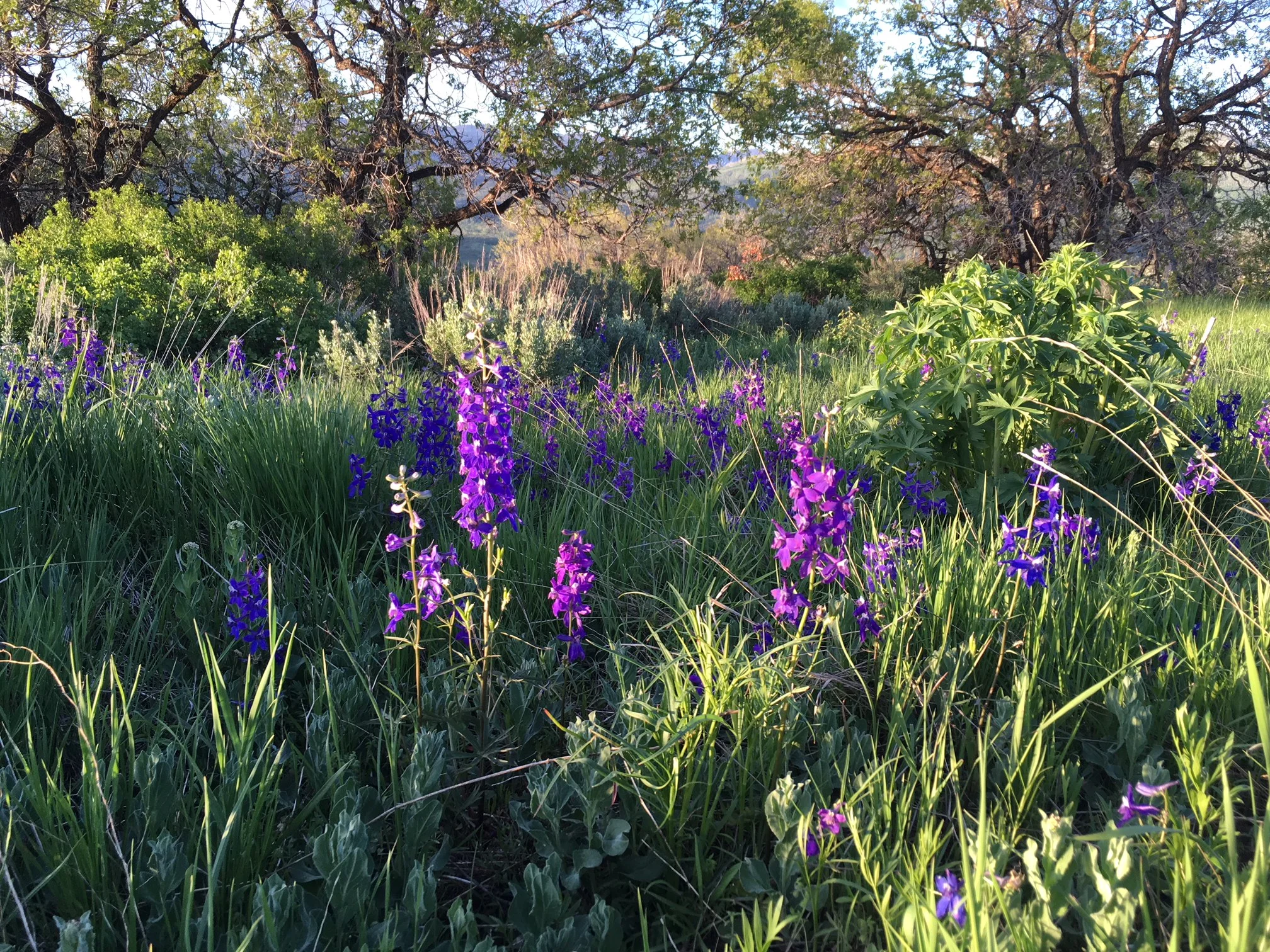 For the love of plants