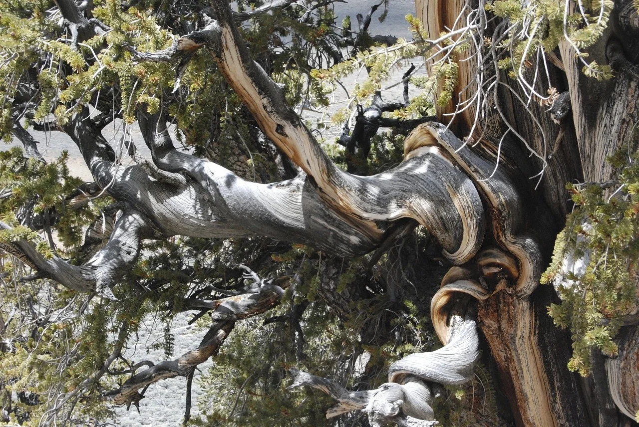 See that tree? A bristlecone pine. The oldest living single organism known. And a good image of persistence.