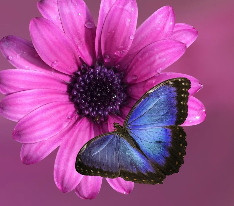 flower-2019057_1280.jpg