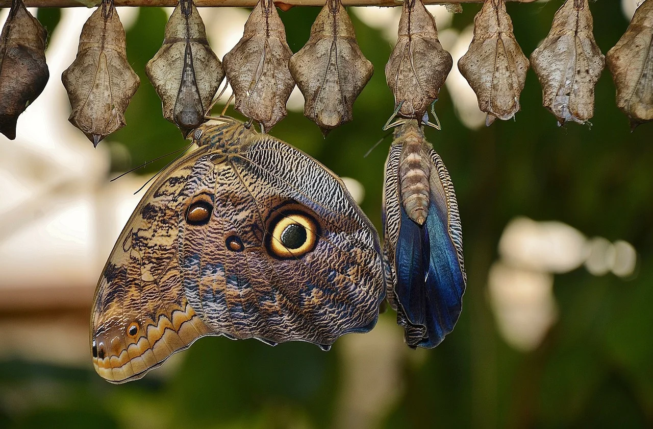 cocoons-329070_1280.jpg